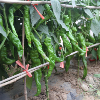 青椒 農(nóng)家自種時令蔬菜的綠色饋贈